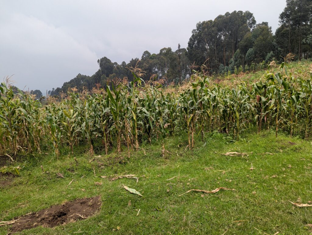 elikia agriculture resilience kibumba hope for life 13 01 2026 (14)