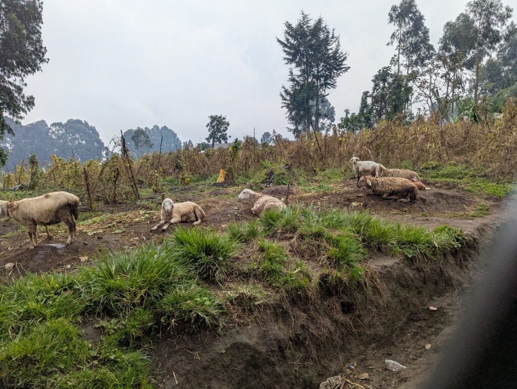 elikia agriculture resilience kibumba hope for life 13 01 2026 (34)