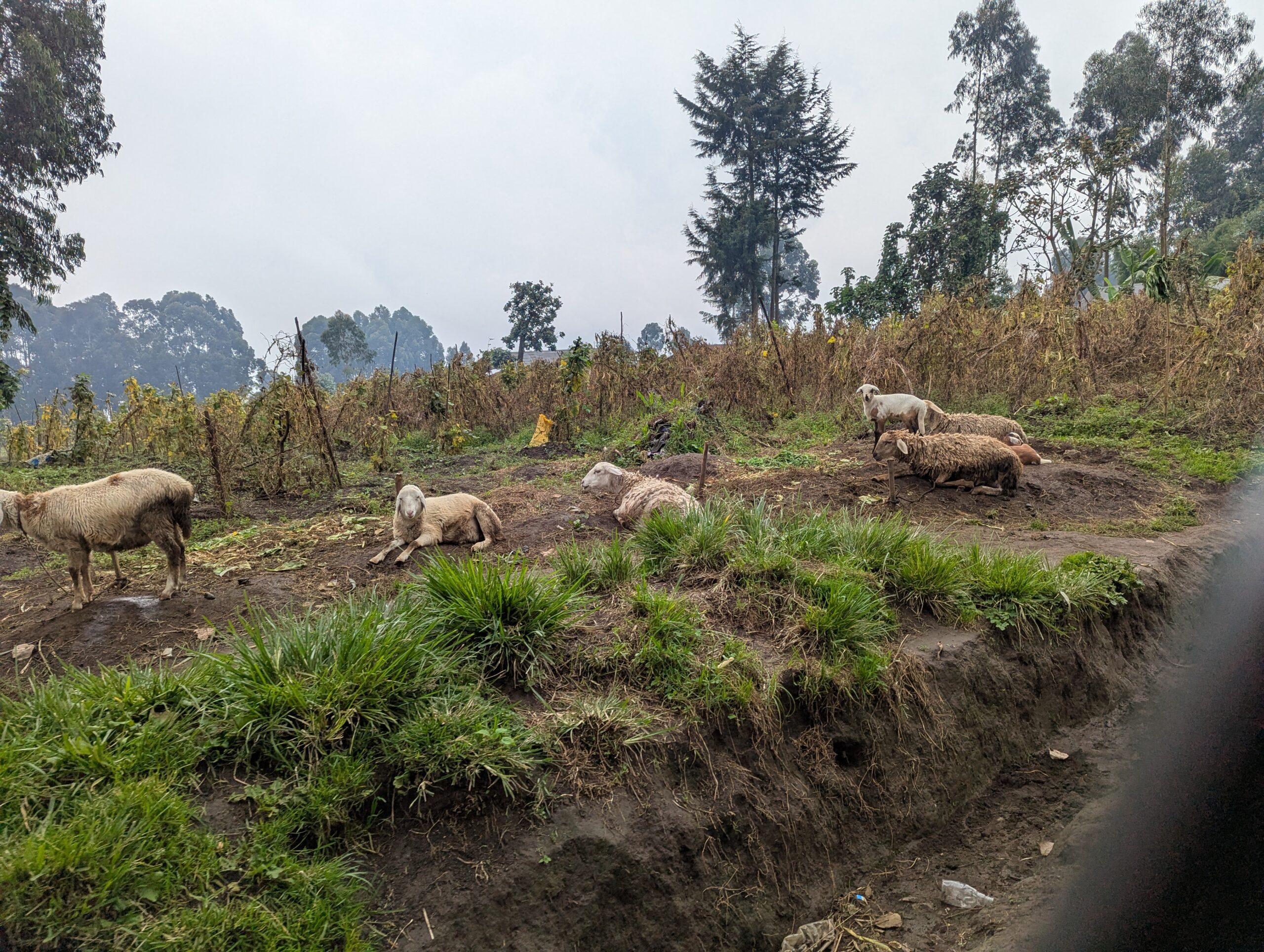 elikia agriculture resilience kibumba hope for life 13 01 2026 (34)